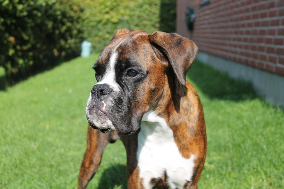 Boxer Argos billede 8