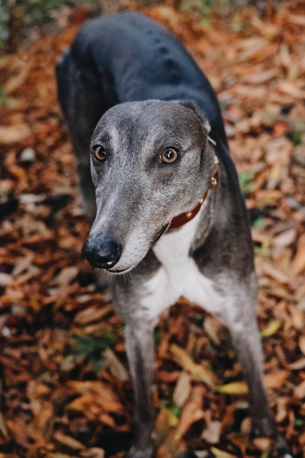 Greyhound Azul billede 20