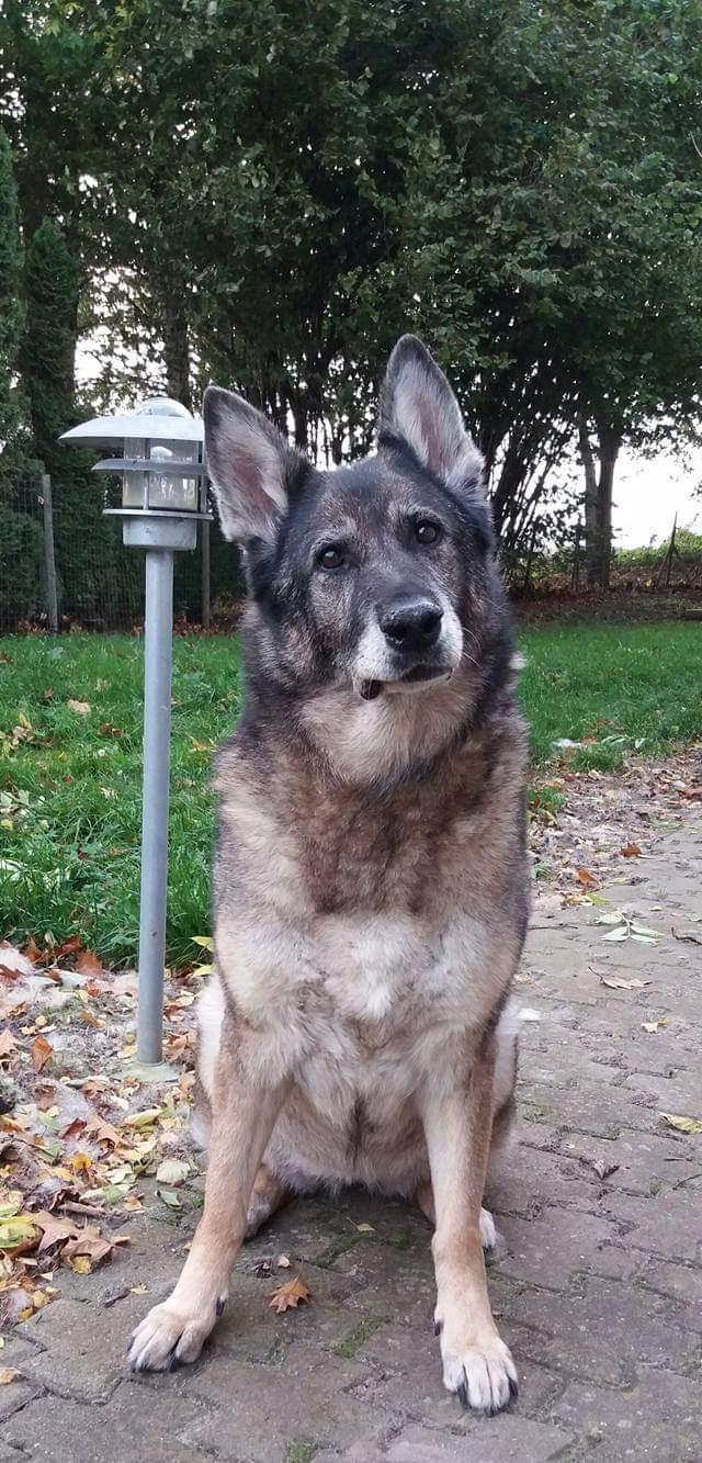 Schæferhund Sportshund Cheska. (Zenta). billede 7