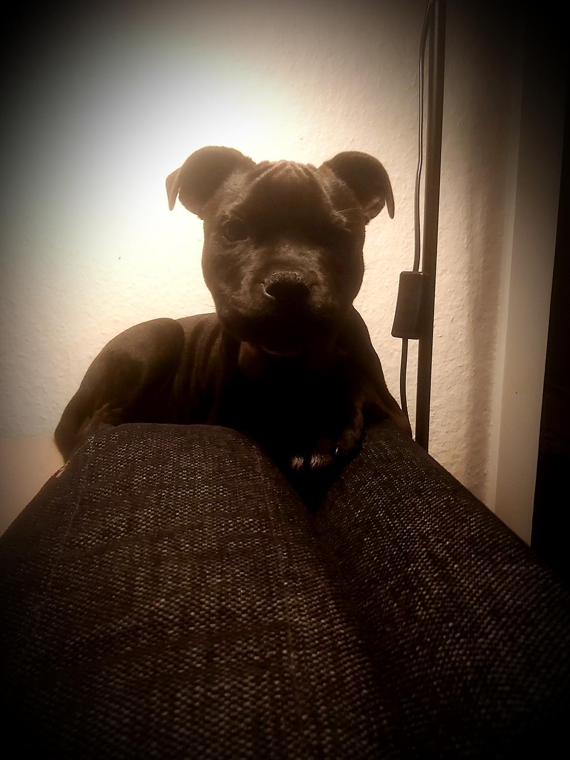 Staffordshire bull terrier Vom Hause Luna's Torben (Topper) billede 1