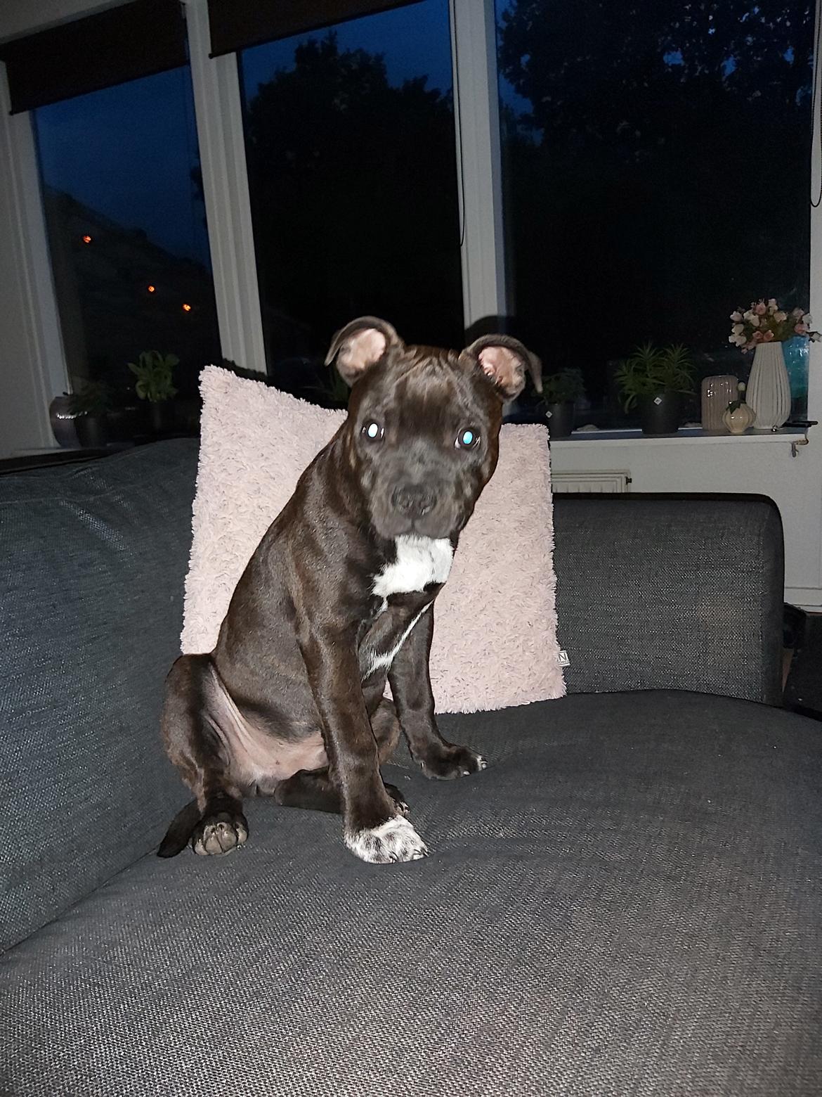 Staffordshire bull terrier Vom Hause Luna's Torben (Topper) billede 3