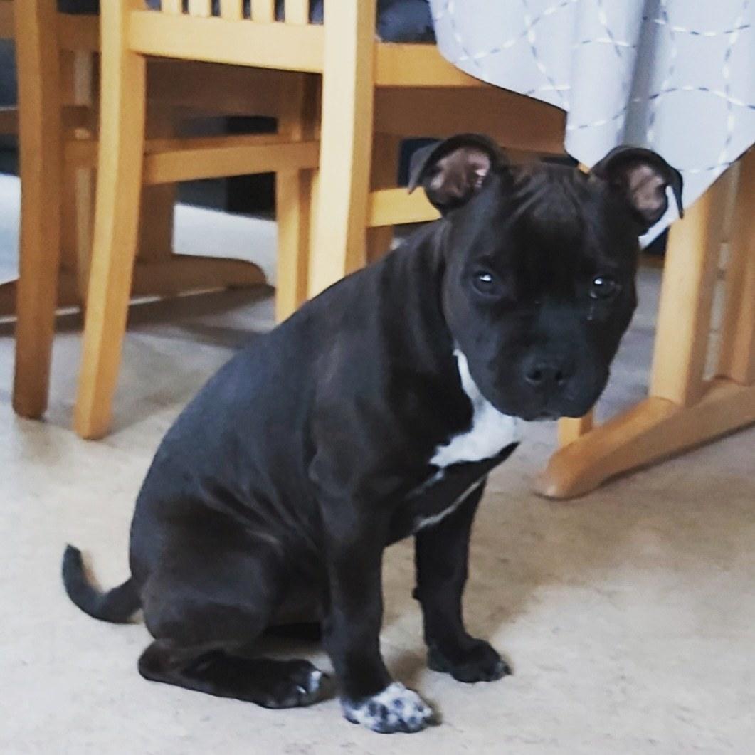 Staffordshire bull terrier Vom Hause Luna's Torben (Topper) billede 5