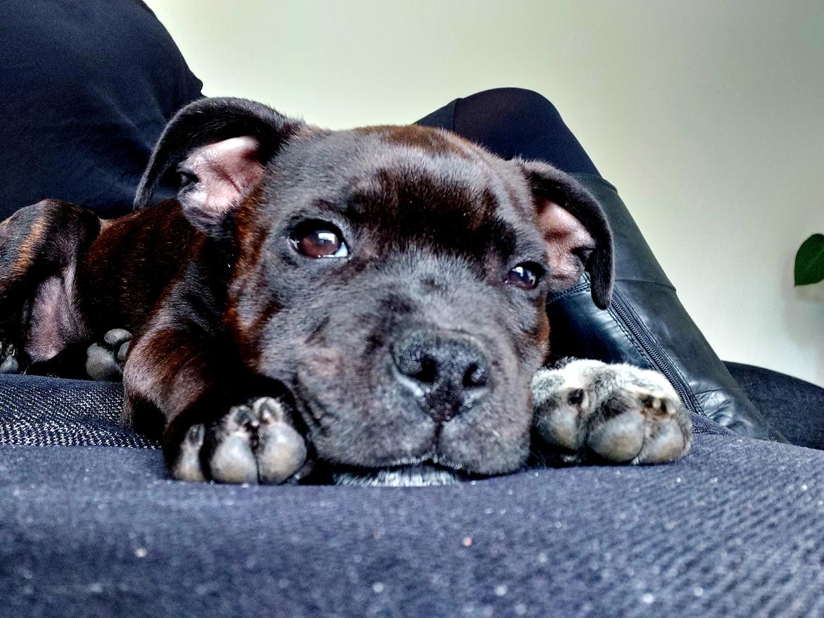 Staffordshire bull terrier Vom Hause Luna's Torben (Topper) billede 6