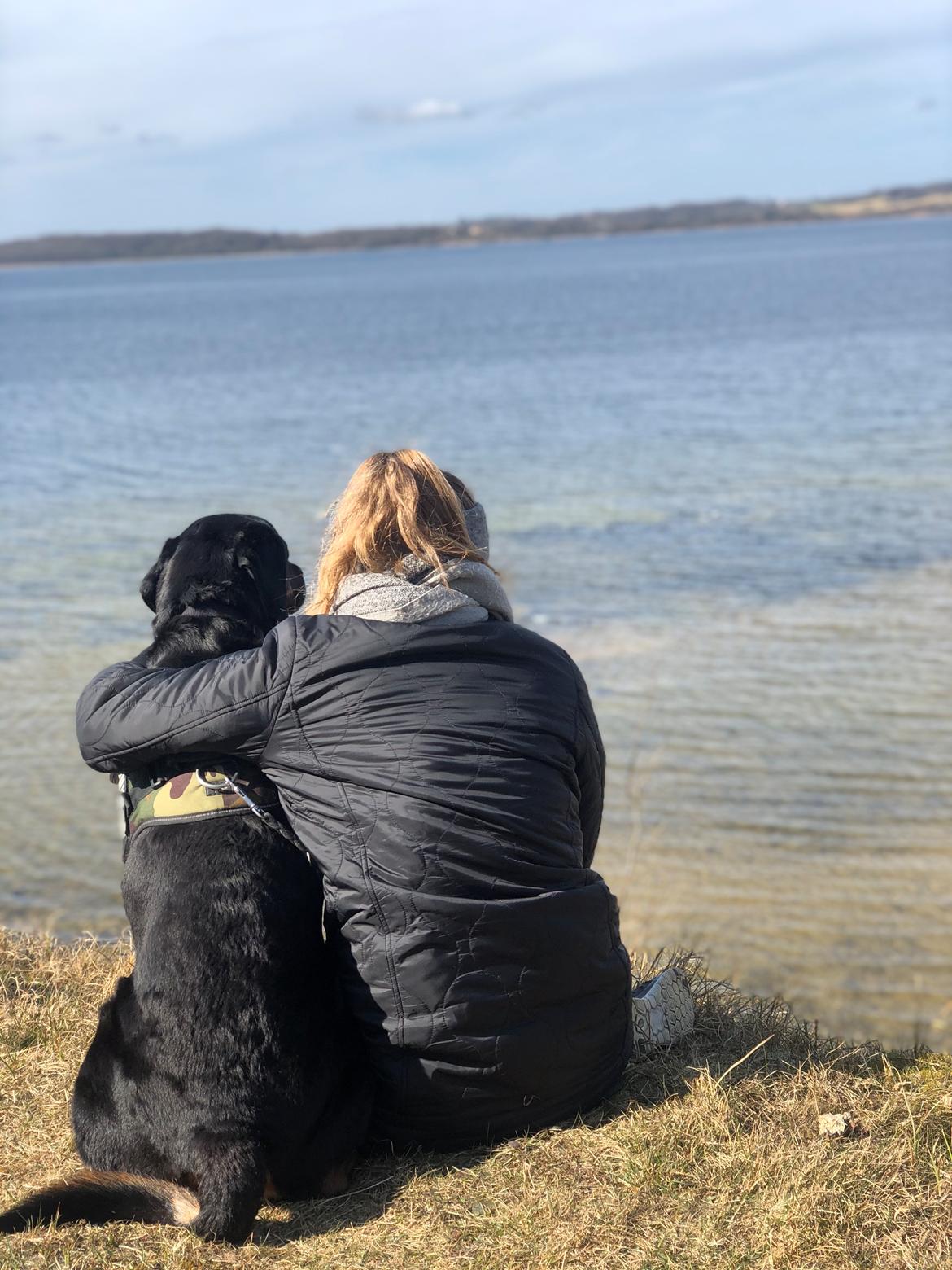 Rottweiler Bamse billede 16