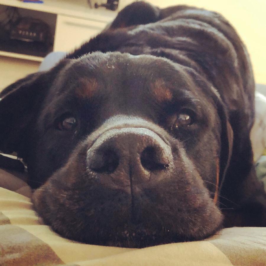 Rottweiler Bamse billede 18