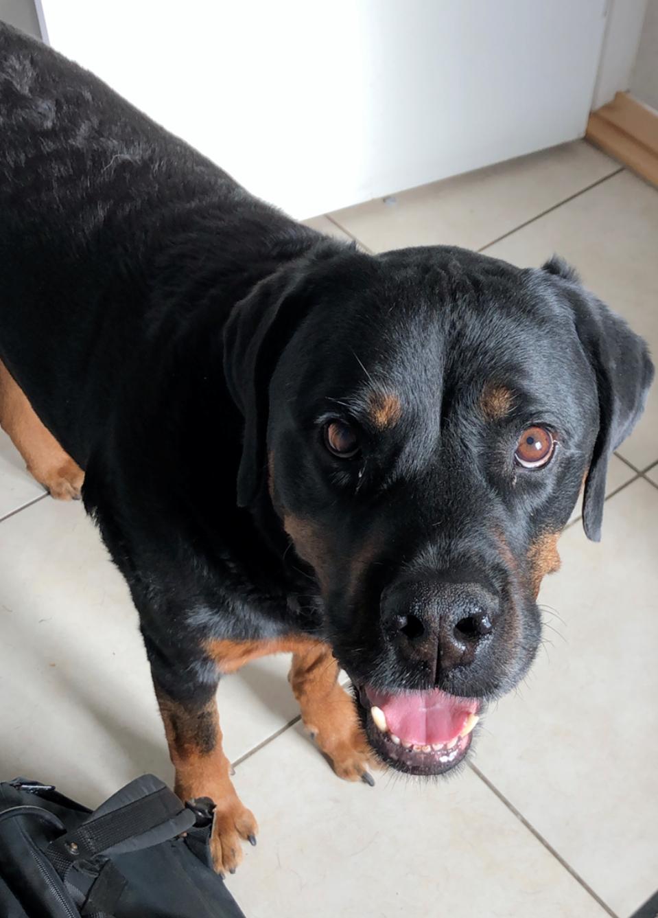 Rottweiler Bamse billede 19
