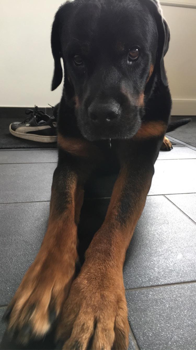 Rottweiler Bamse billede 20