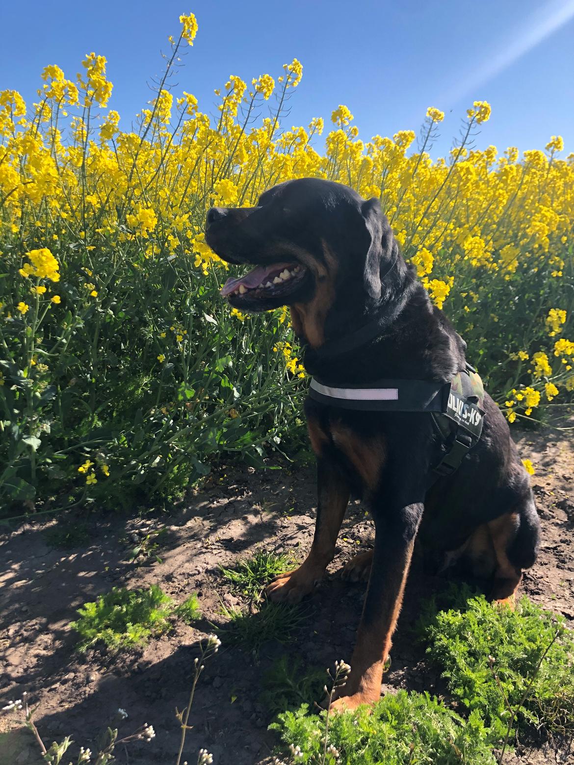 Rottweiler Bamse billede 21