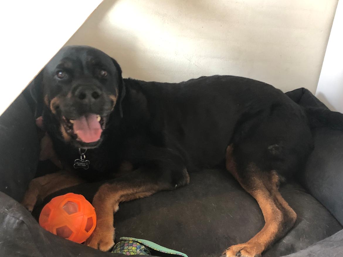 Rottweiler Bamse billede 17