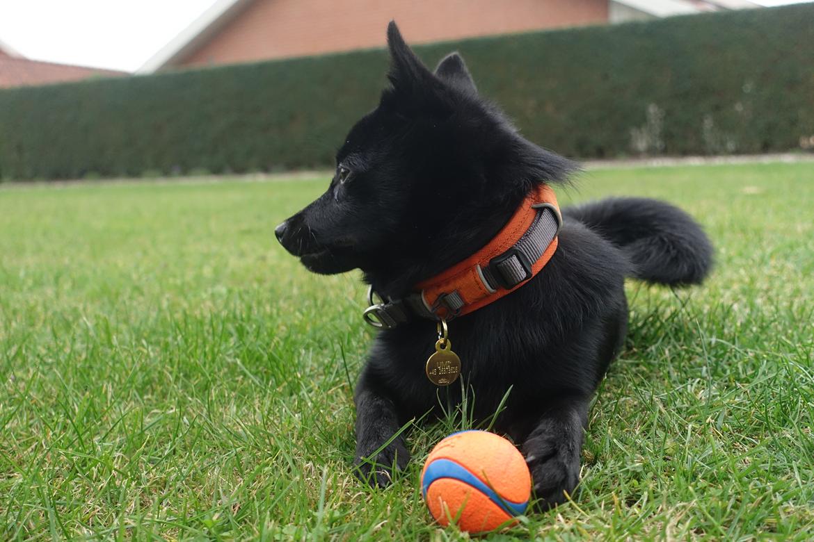 Schipperke Umi (Iumi Taien) billede 9