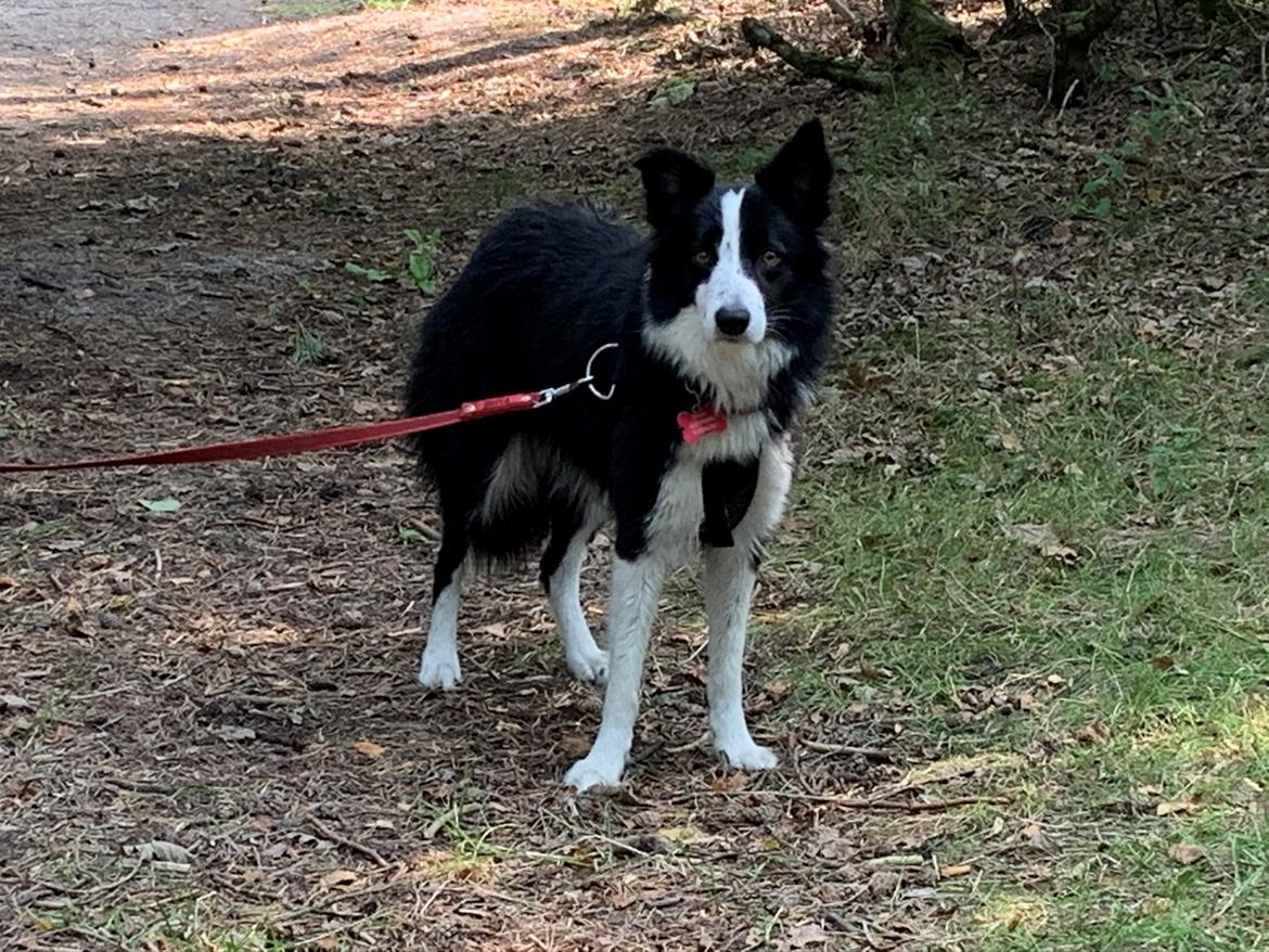 Border collie Shiva billede 2