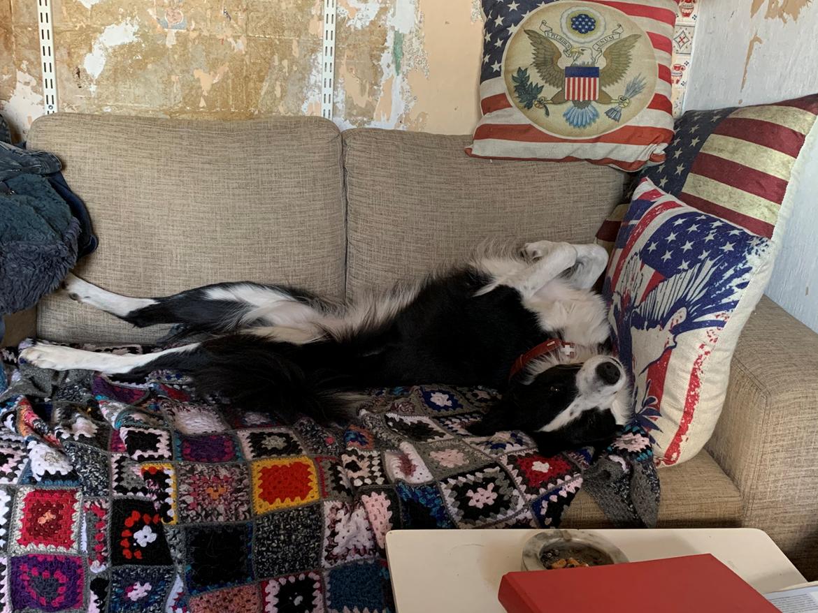 Border collie Shiva billede 4