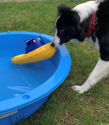 Border collie Shiva billede 5
