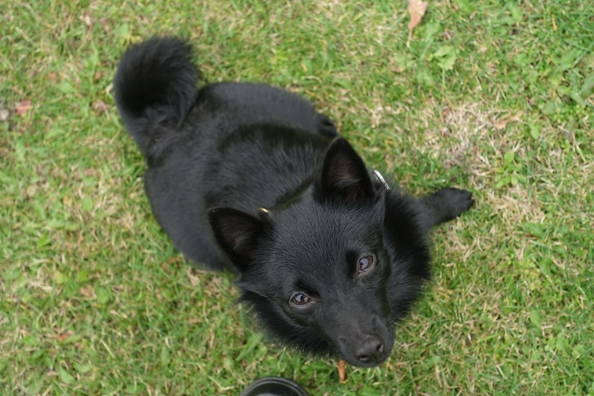 Schipperke Umi (Iumi Taien) billede 10