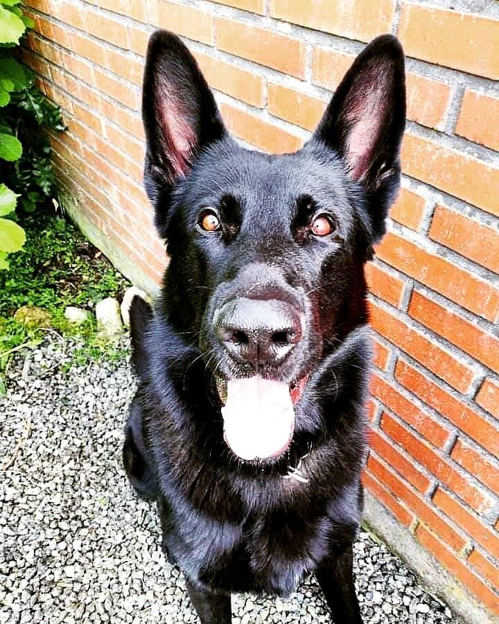 Schæferhund Karlo billede 3