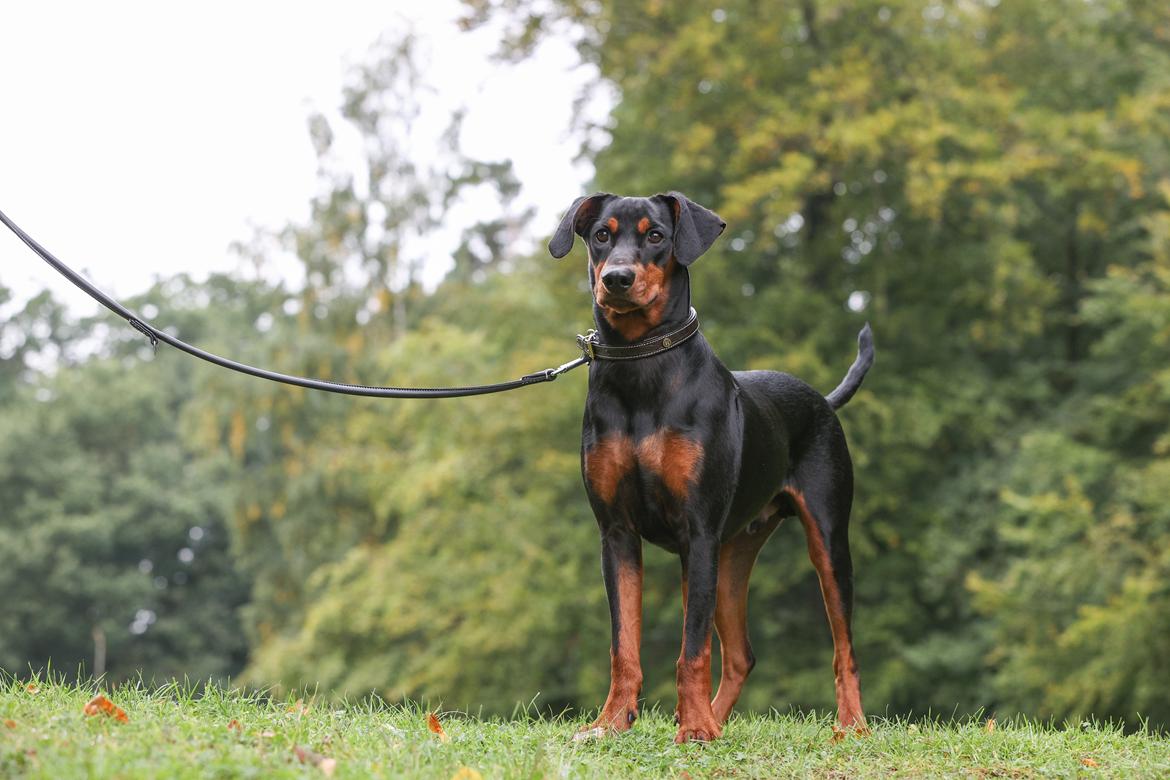 Tysk pinscher Lilla Eneby's Herman billede 3