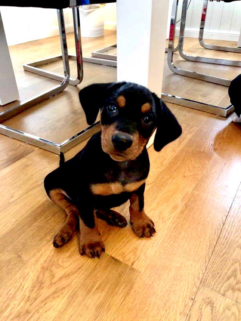 Tysk pinscher Lilla Eneby's Herman billede 6