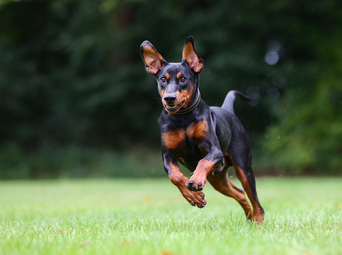 Tysk pinscher Lilla Eneby's Herman billede 5