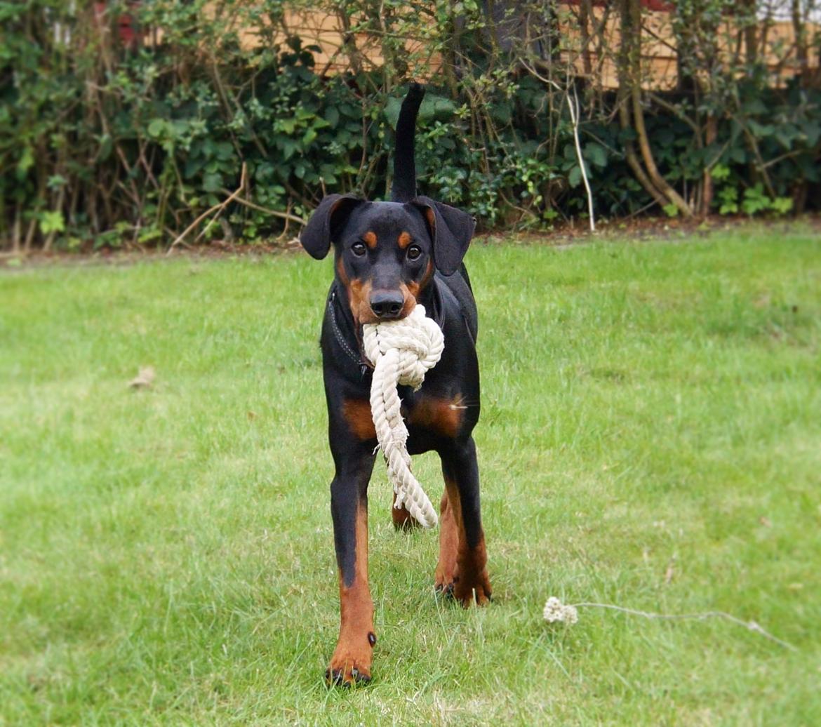 Tysk pinscher Lilla Eneby's Herman billede 9