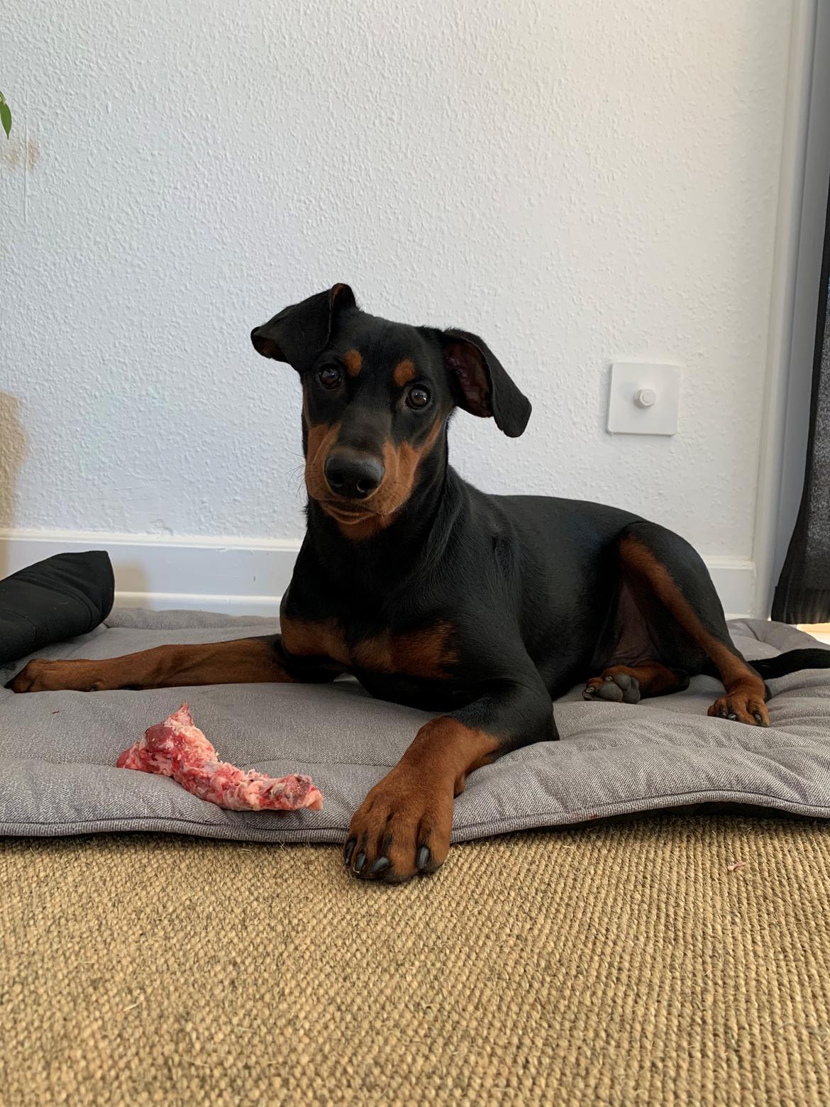 Tysk pinscher Lilla Eneby's Herman billede 12
