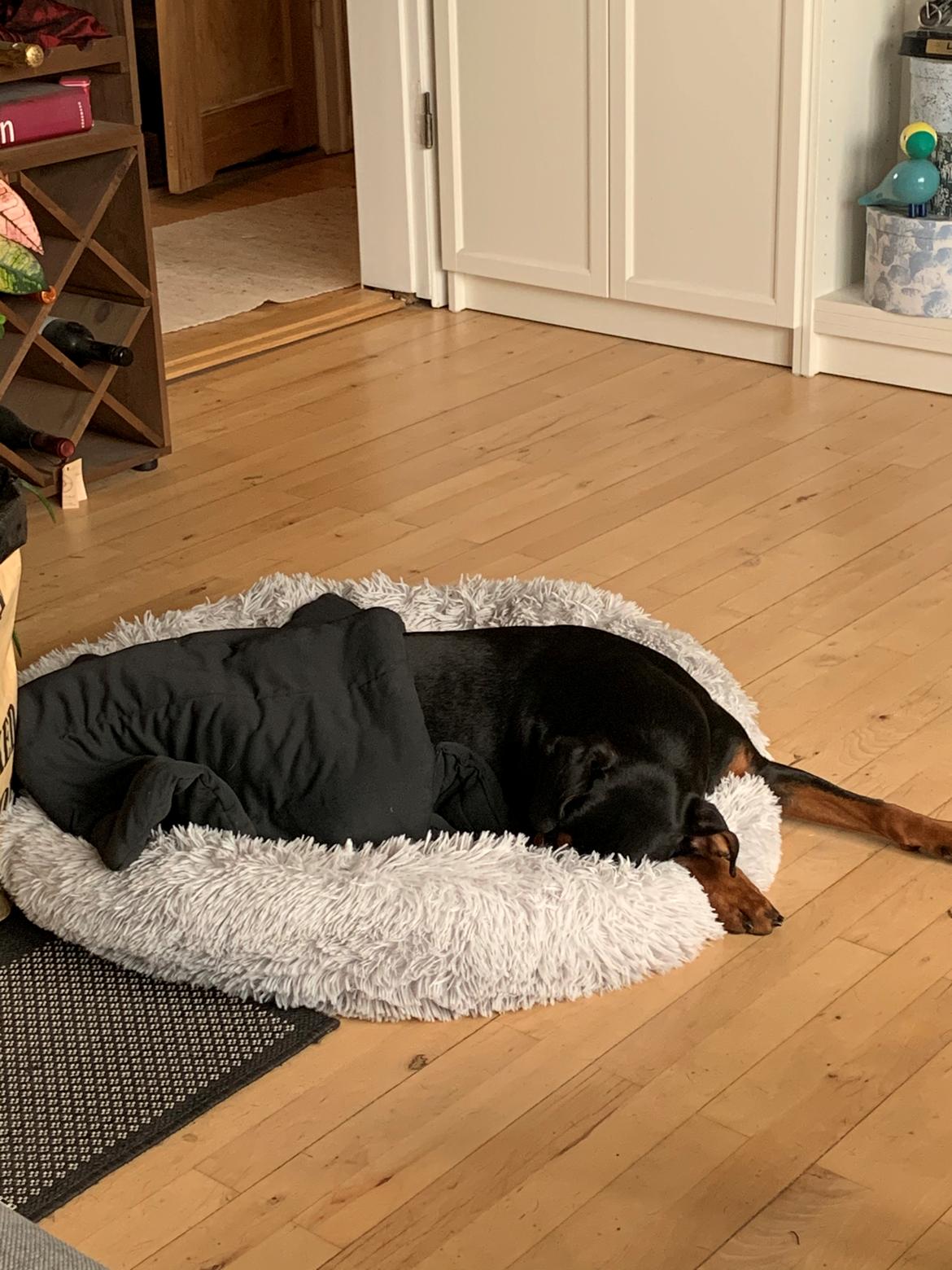 Tysk pinscher Lilla Eneby's Herman billede 13