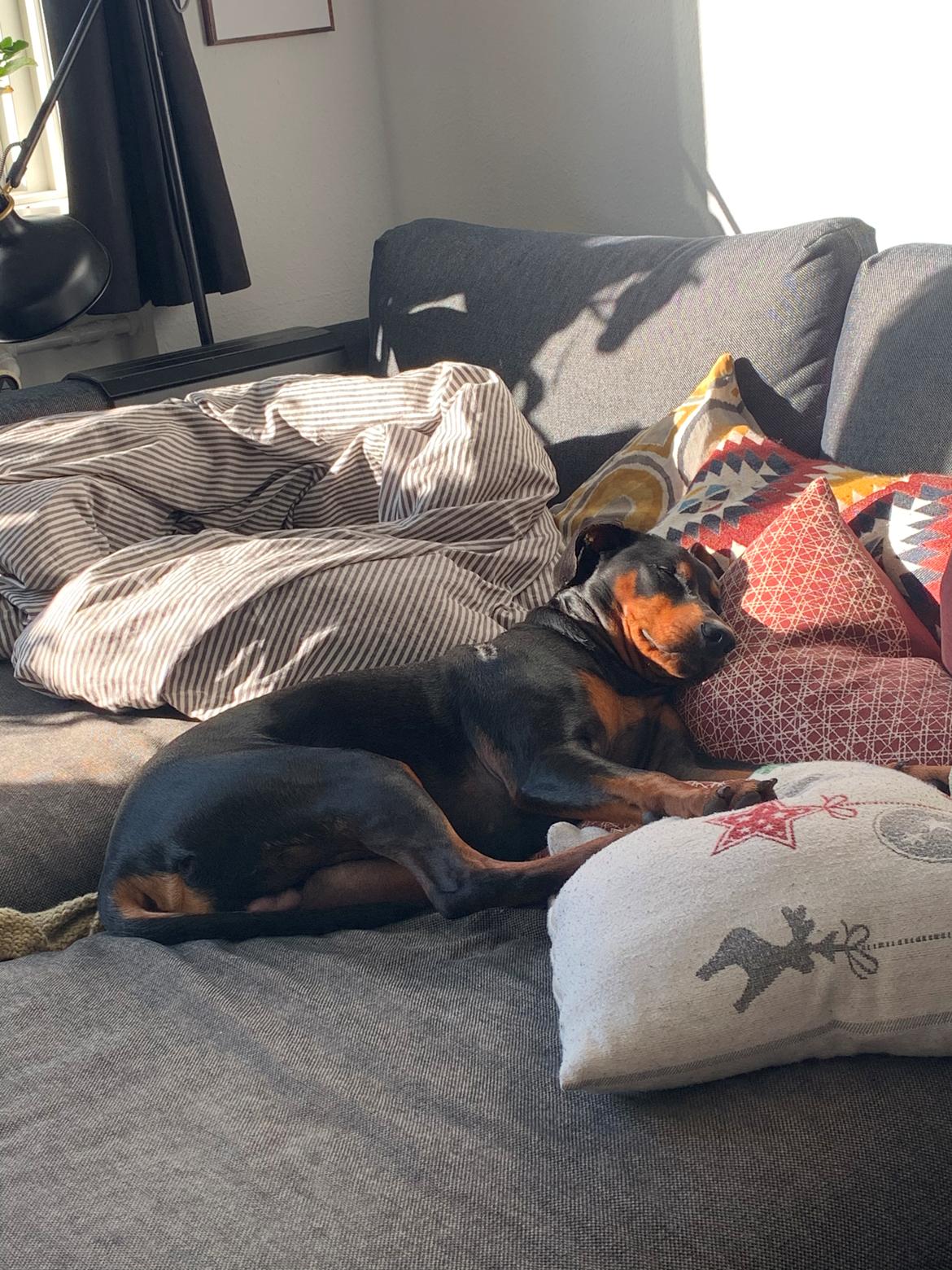 Tysk pinscher Lilla Eneby's Herman billede 17