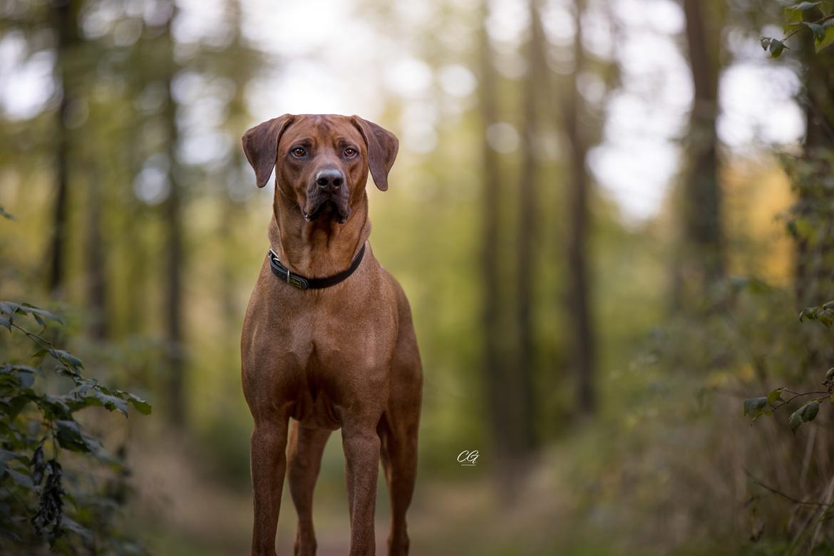 Rhodesian ridgeback Hazinas 7th Galactic  Cosmos "Sam"  - Oktober 2020 C.G. Fotografi billede 3