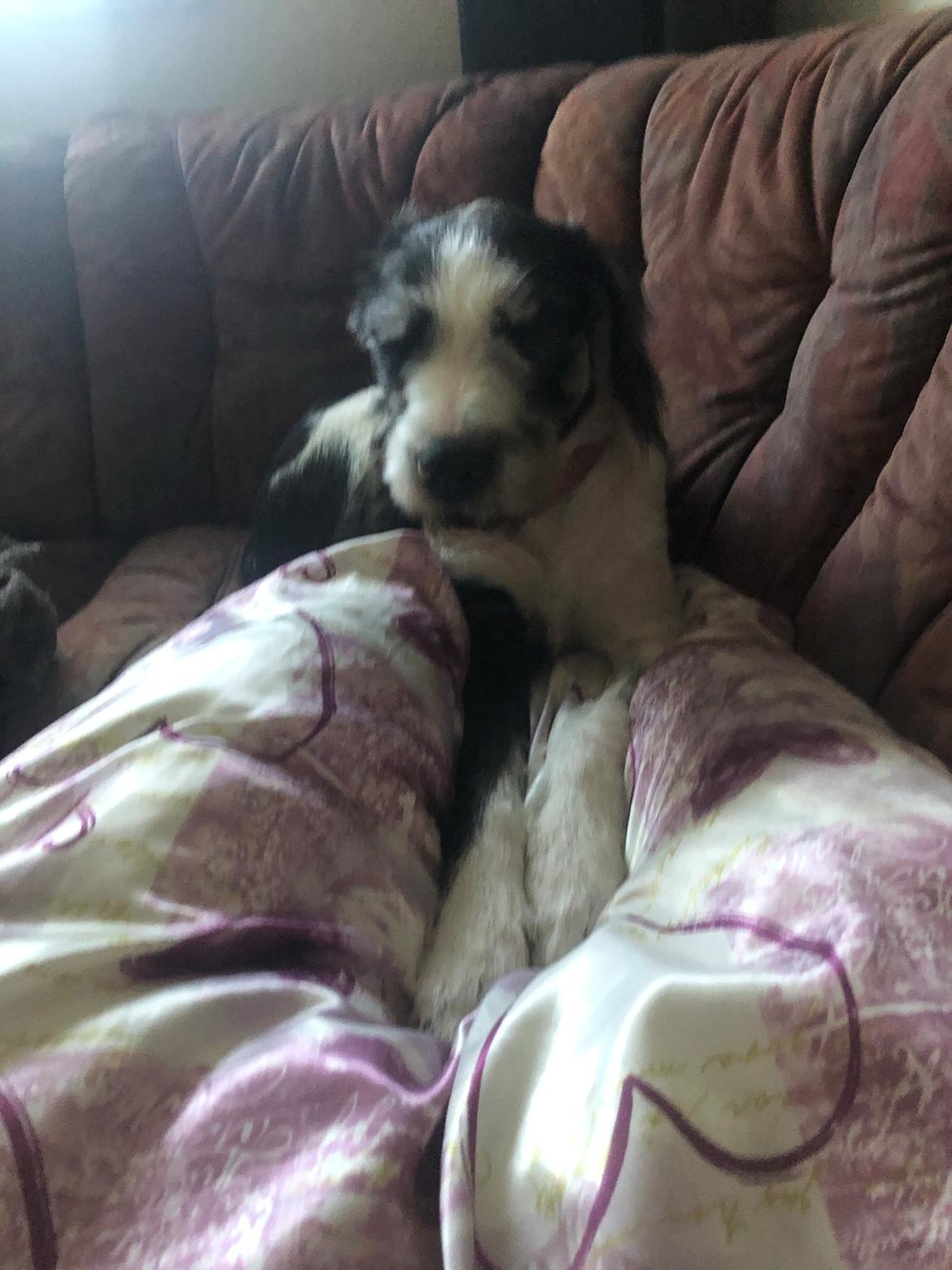 Blanding af racer Trunte  billede 6