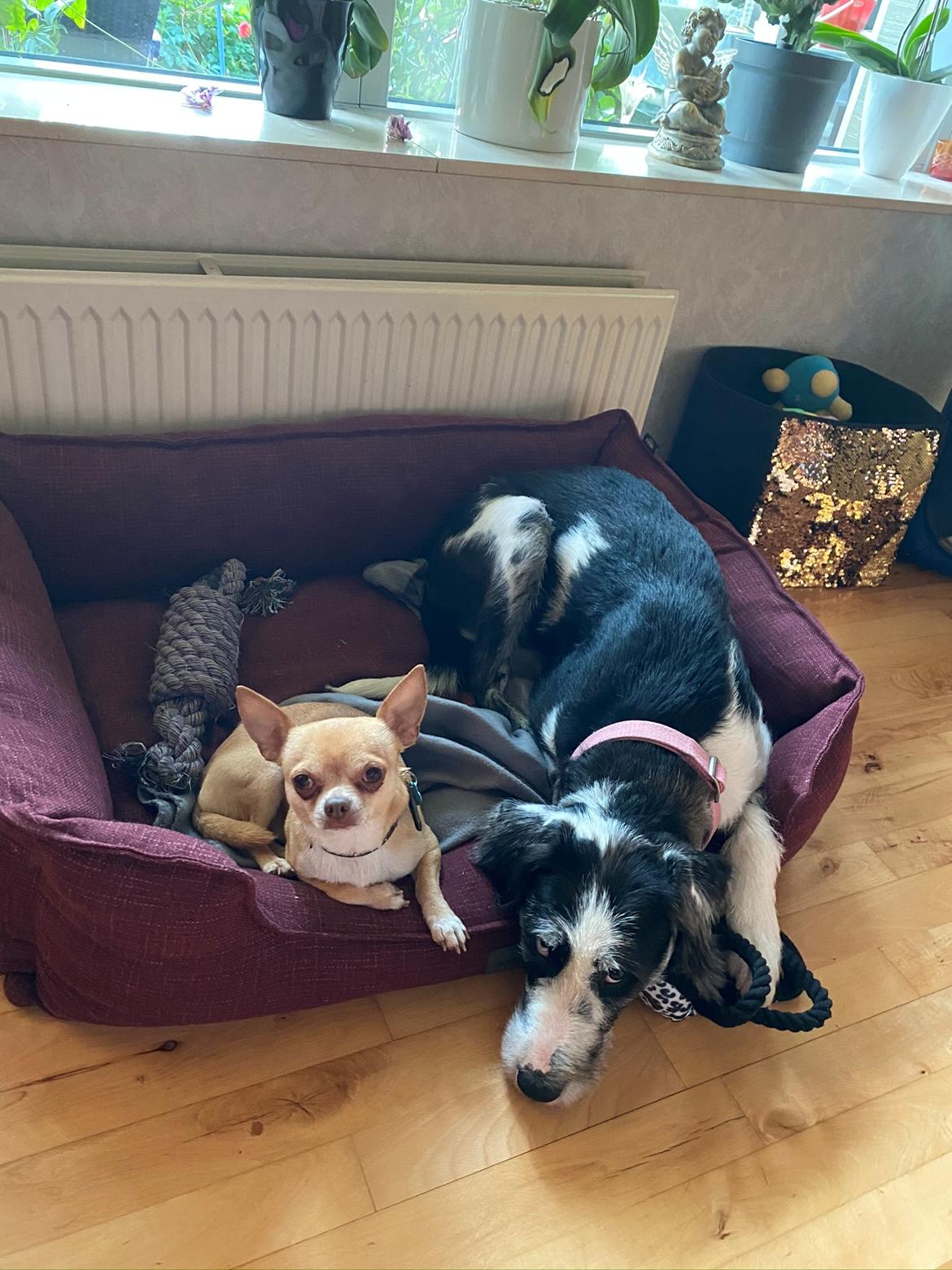 Blanding af racer Trunte  billede 14