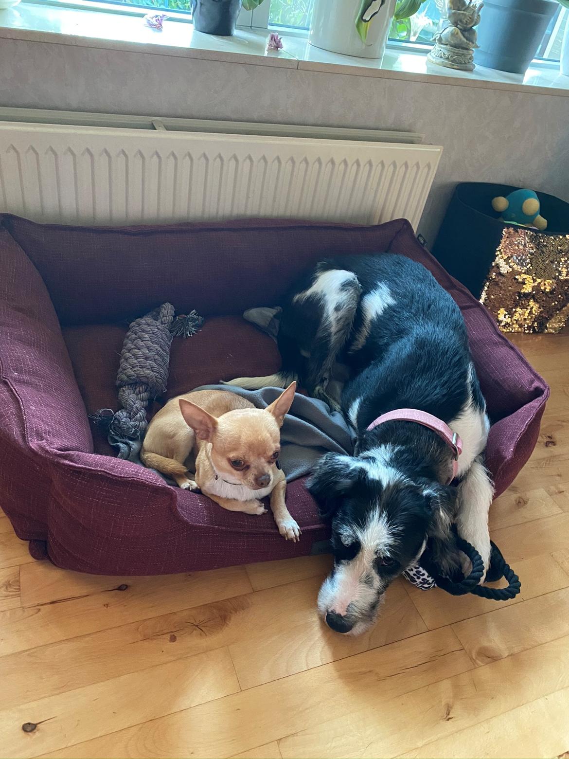 Blanding af racer Trunte  billede 16