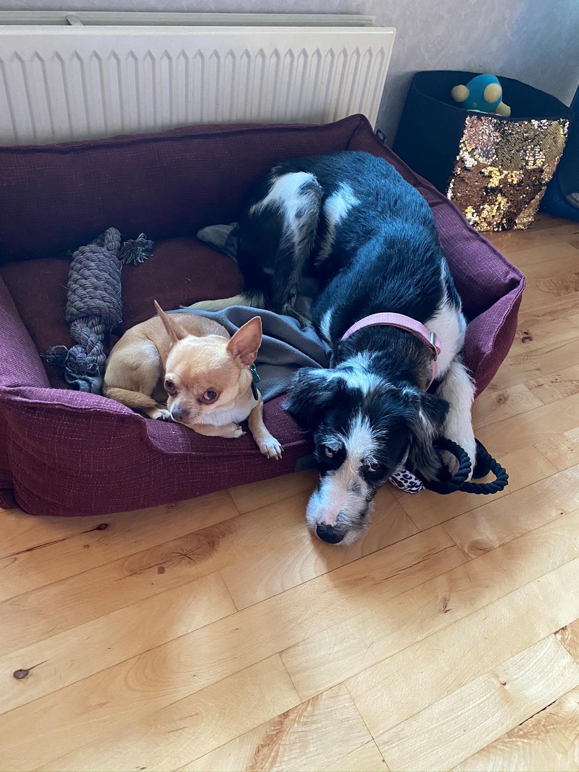 Blanding af racer Trunte  billede 12