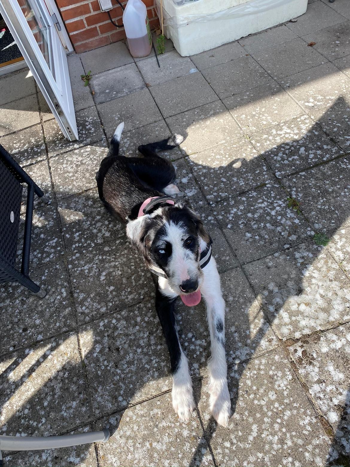 Blanding af racer Trunte  billede 21