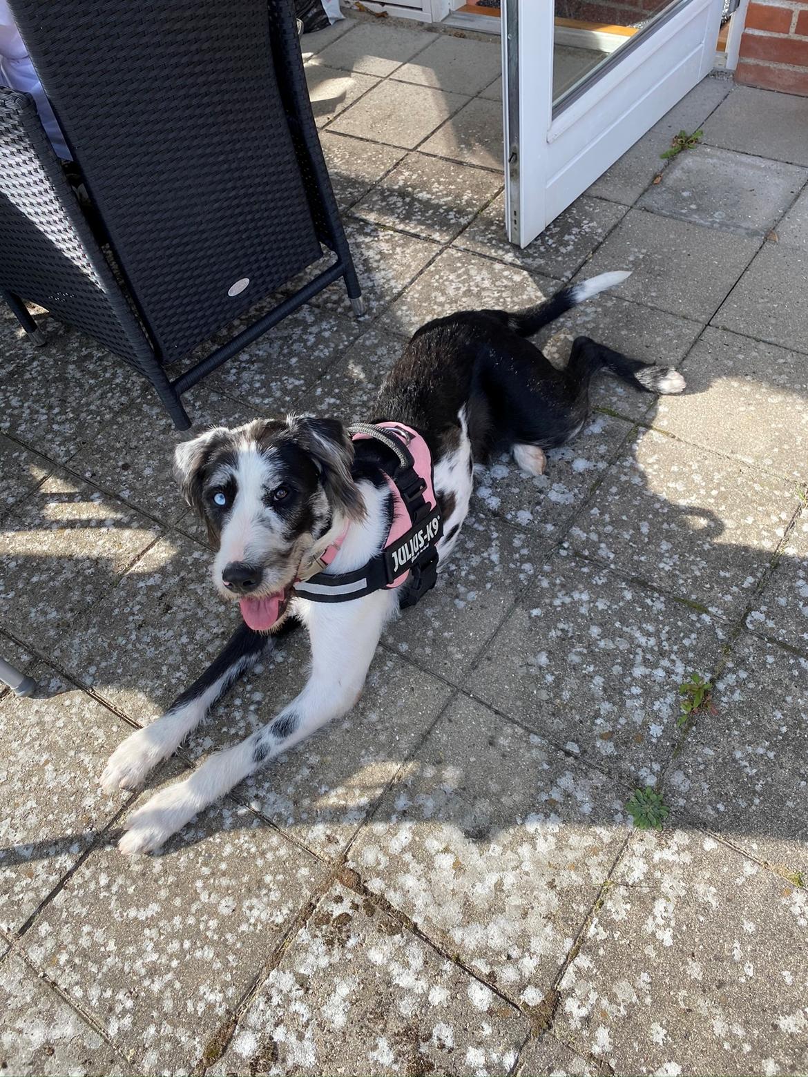 Blanding af racer Trunte  billede 22