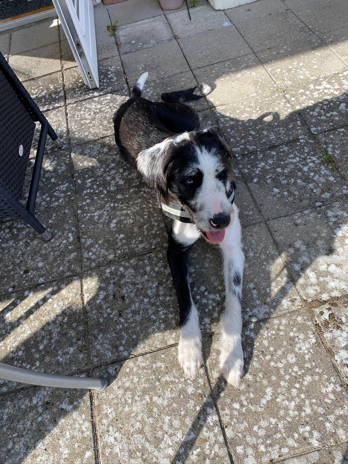 Blanding af racer Trunte  billede 23