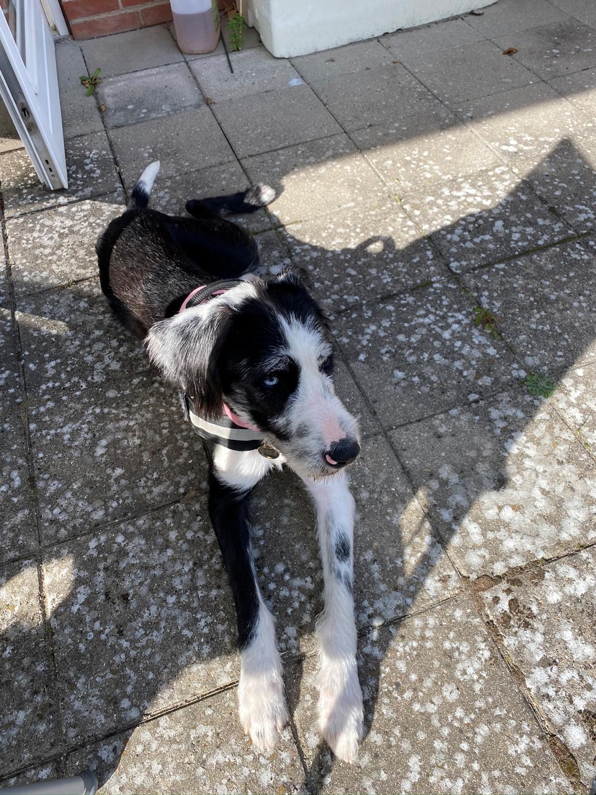 Blanding af racer Trunte  billede 20