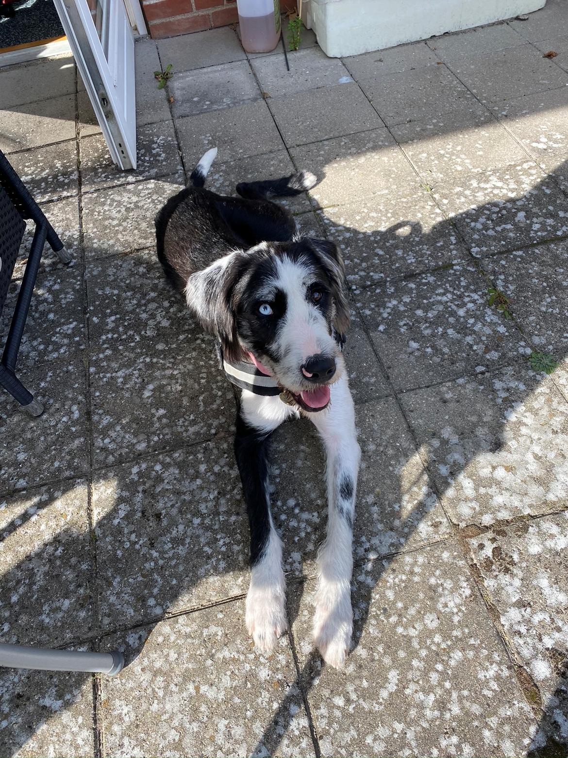 Blanding af racer Trunte  billede 25