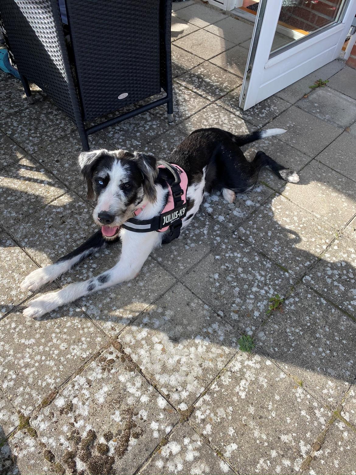 Blanding af racer Trunte  billede 24