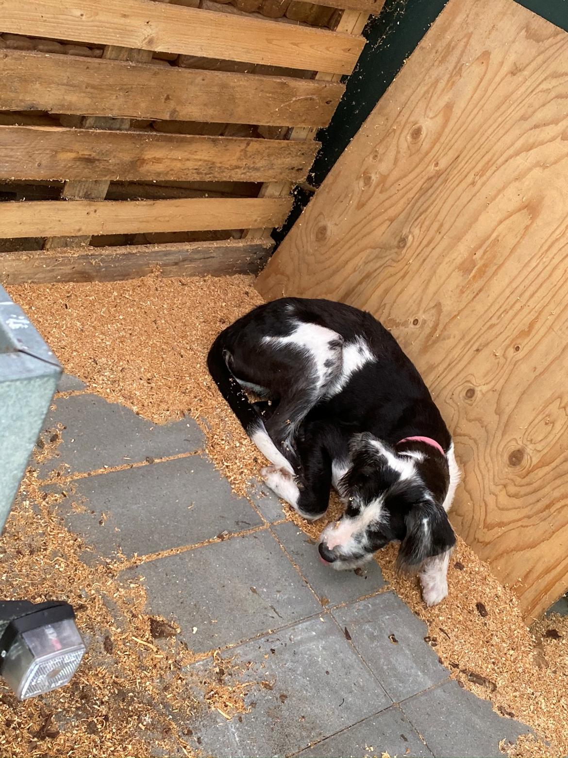 Blanding af racer Trunte  billede 28