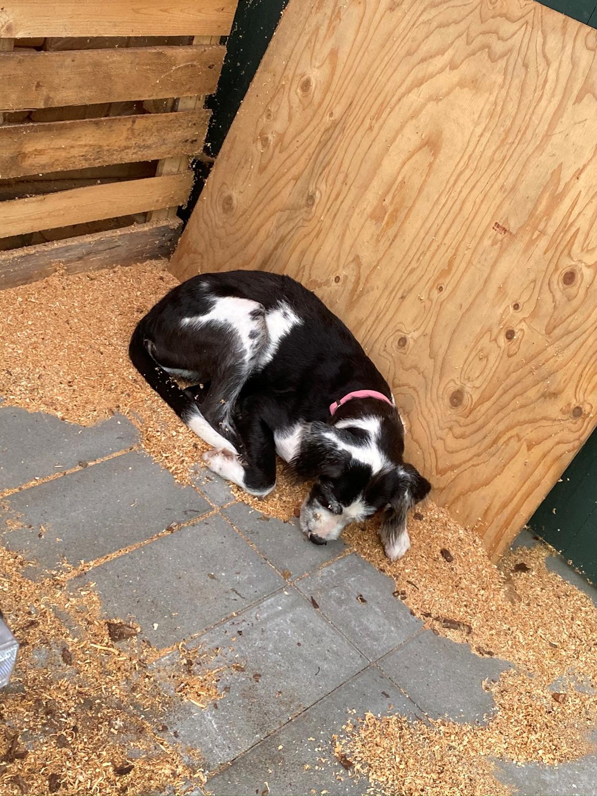 Blanding af racer Trunte  billede 29