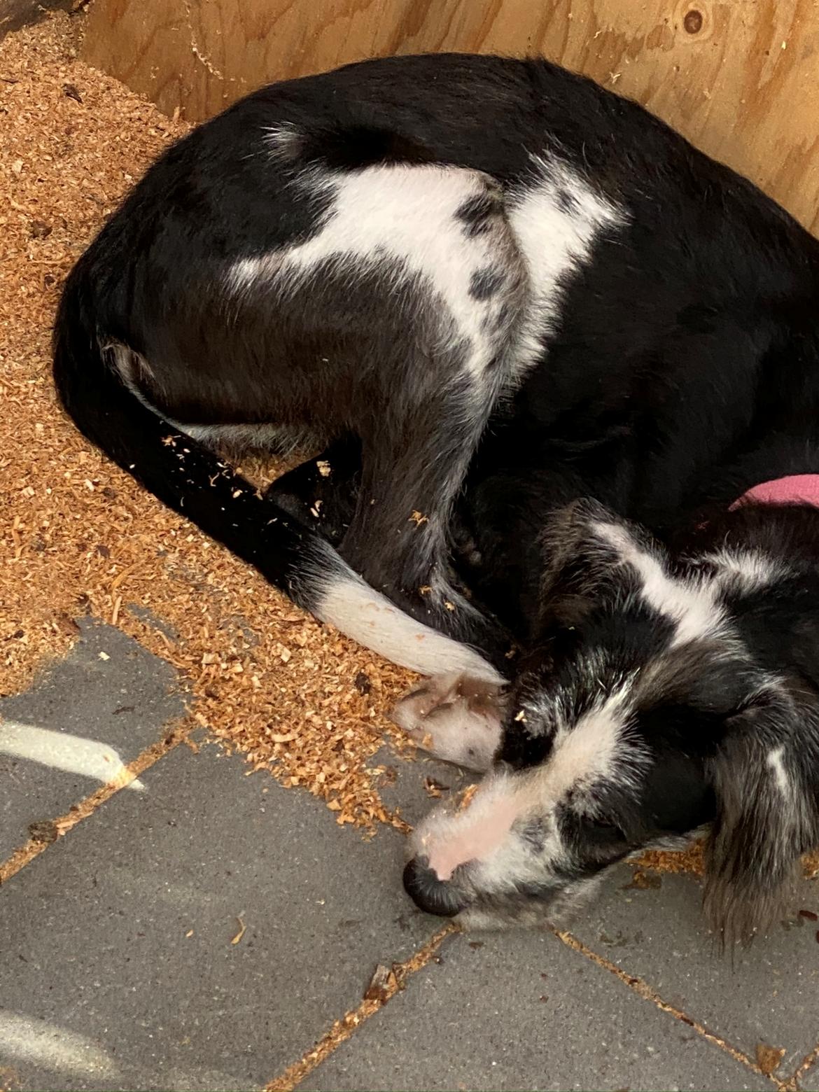 Blanding af racer Trunte  billede 30