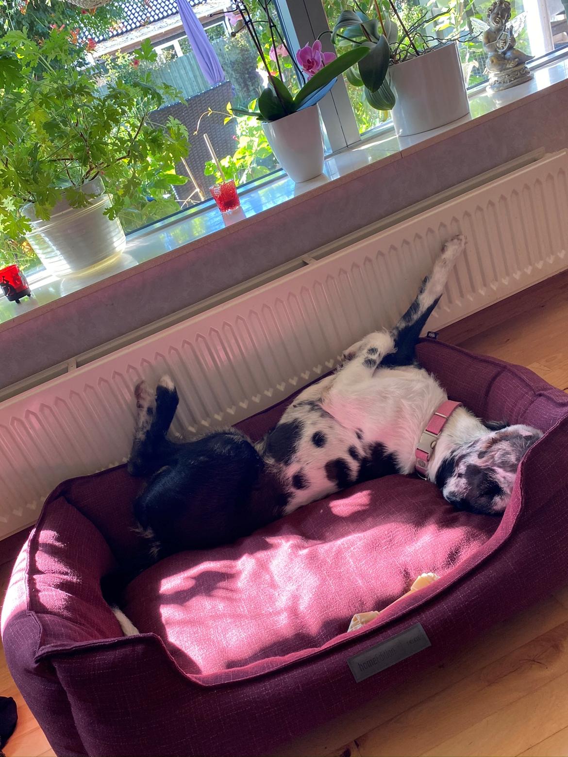 Blanding af racer Trunte  billede 40