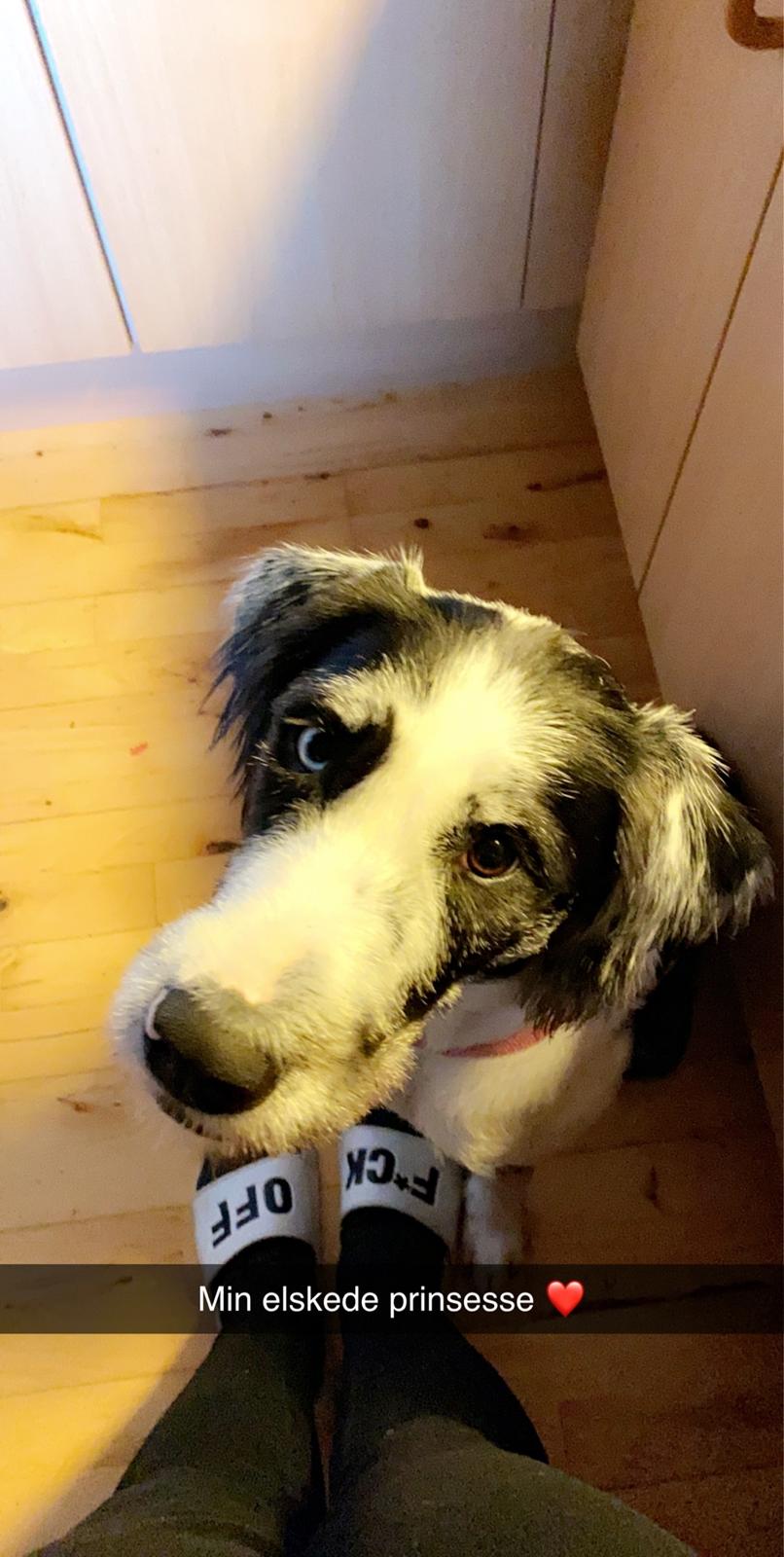 Blanding af racer Trunte  billede 43