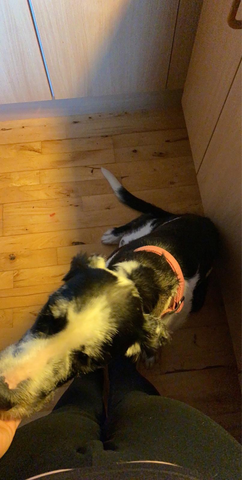 Blanding af racer Trunte  billede 46