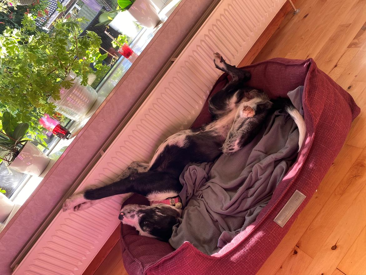 Blanding af racer Trunte  billede 47