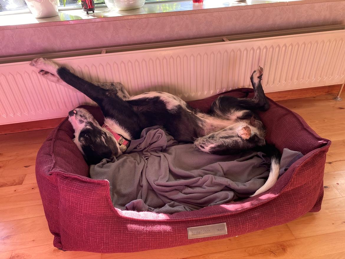 Blanding af racer Trunte  billede 50