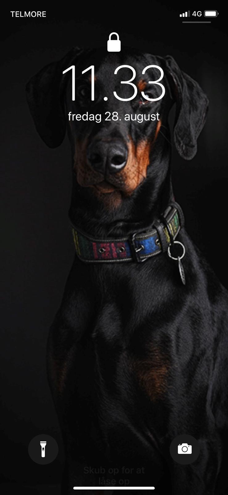 Dobermann Kenobi billede 21
