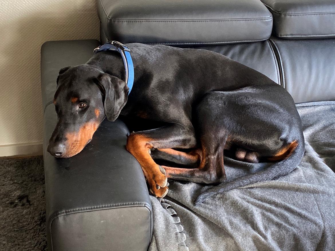 Dobermann Kenobi billede 22