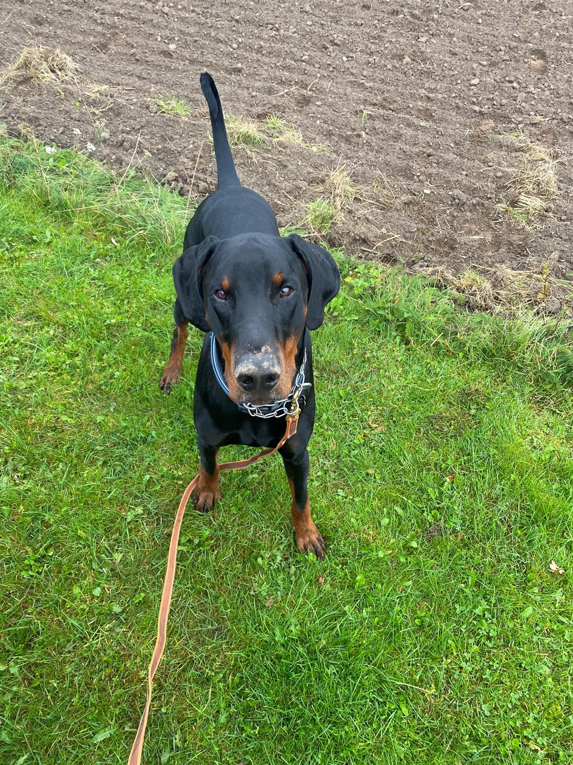 Dobermann Kenobi billede 23