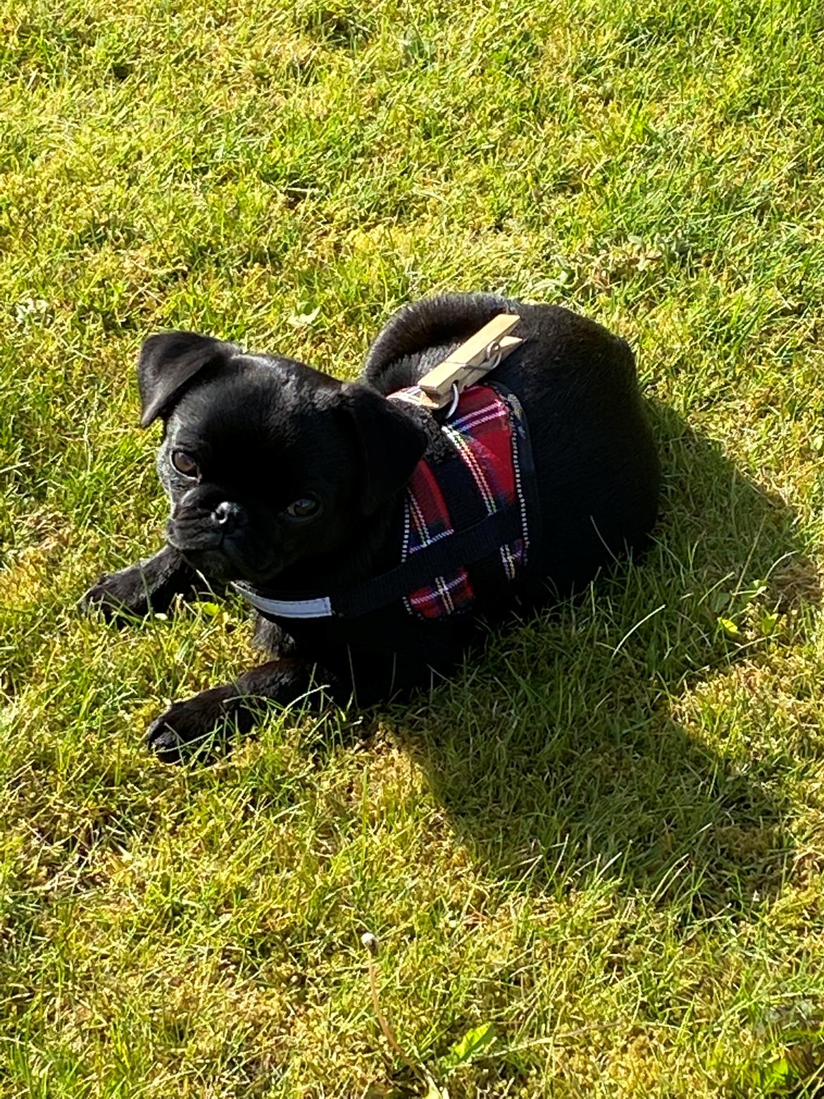 Mops Ruth billede 12