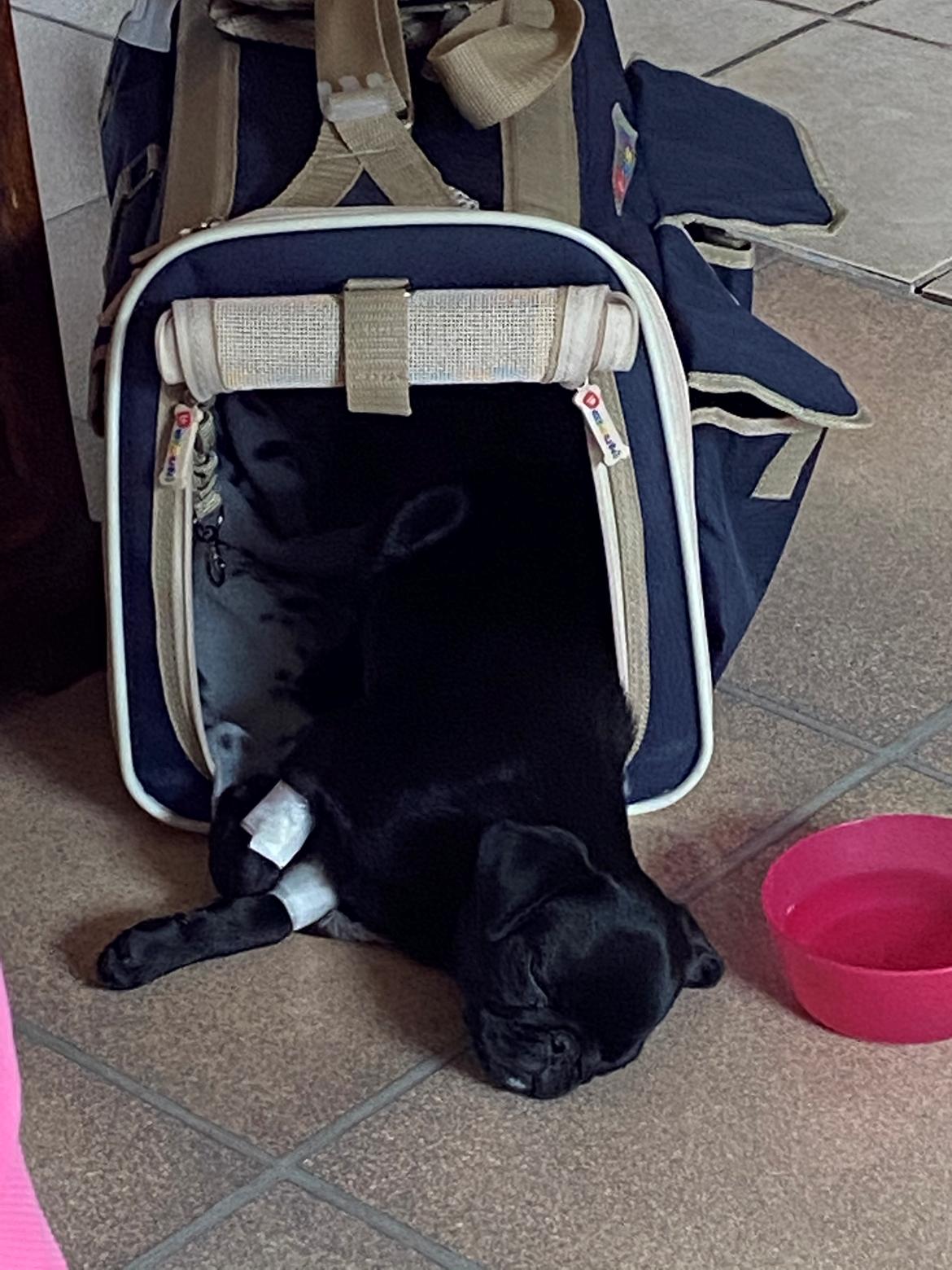 Mops Ruth billede 13